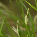 Image of Carex tristachya Thunb.