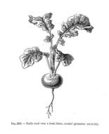 Image of cultivated radish