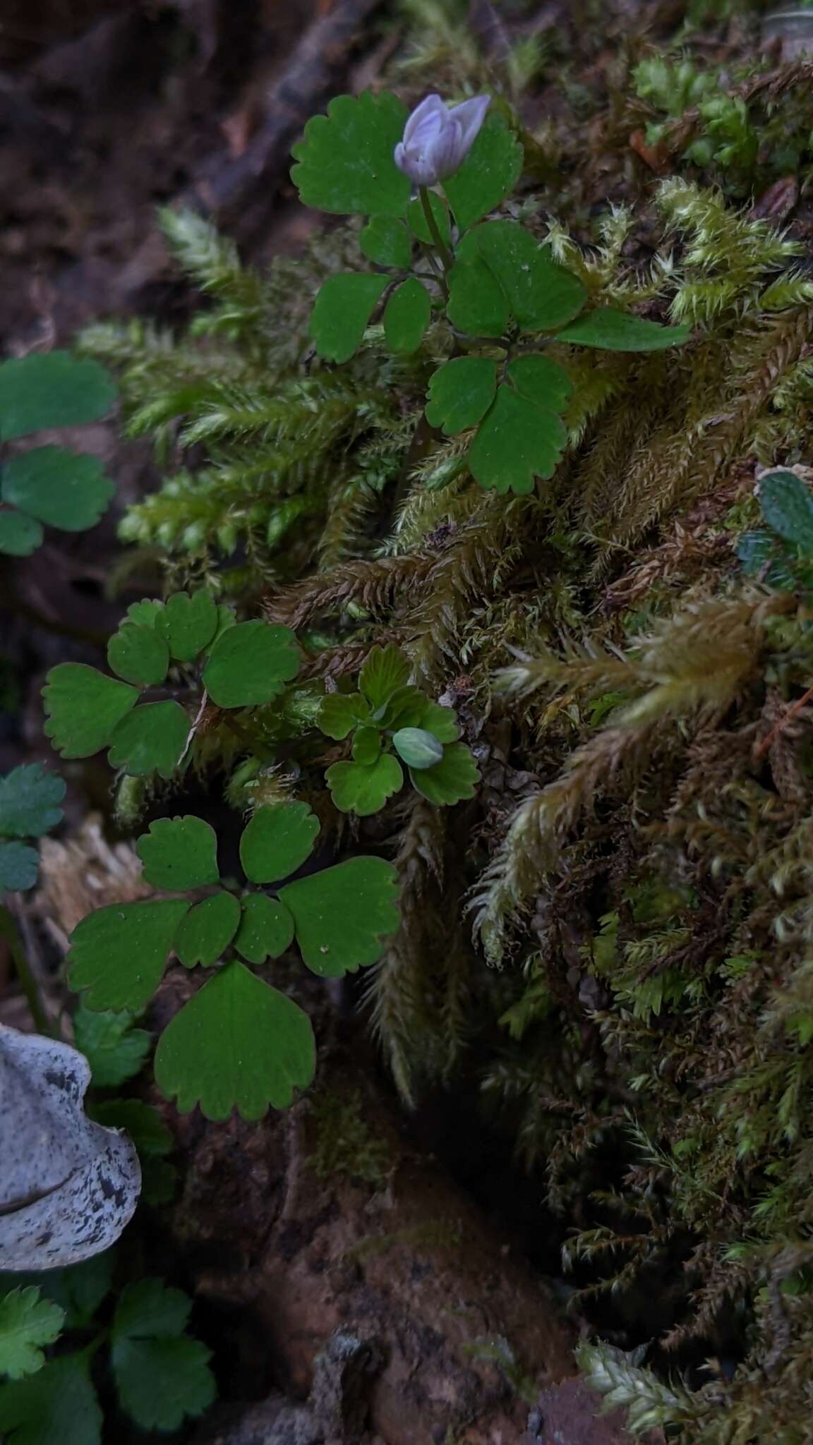 Image of Dichocarpum adiantifolium (Hook. fil. & Thomson) W. T. Wang & P. K. Hsiao