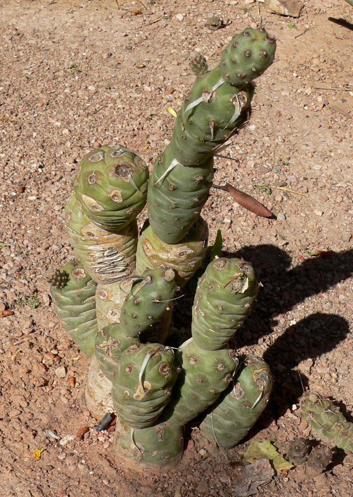 Image of Tephrocactus articulatus