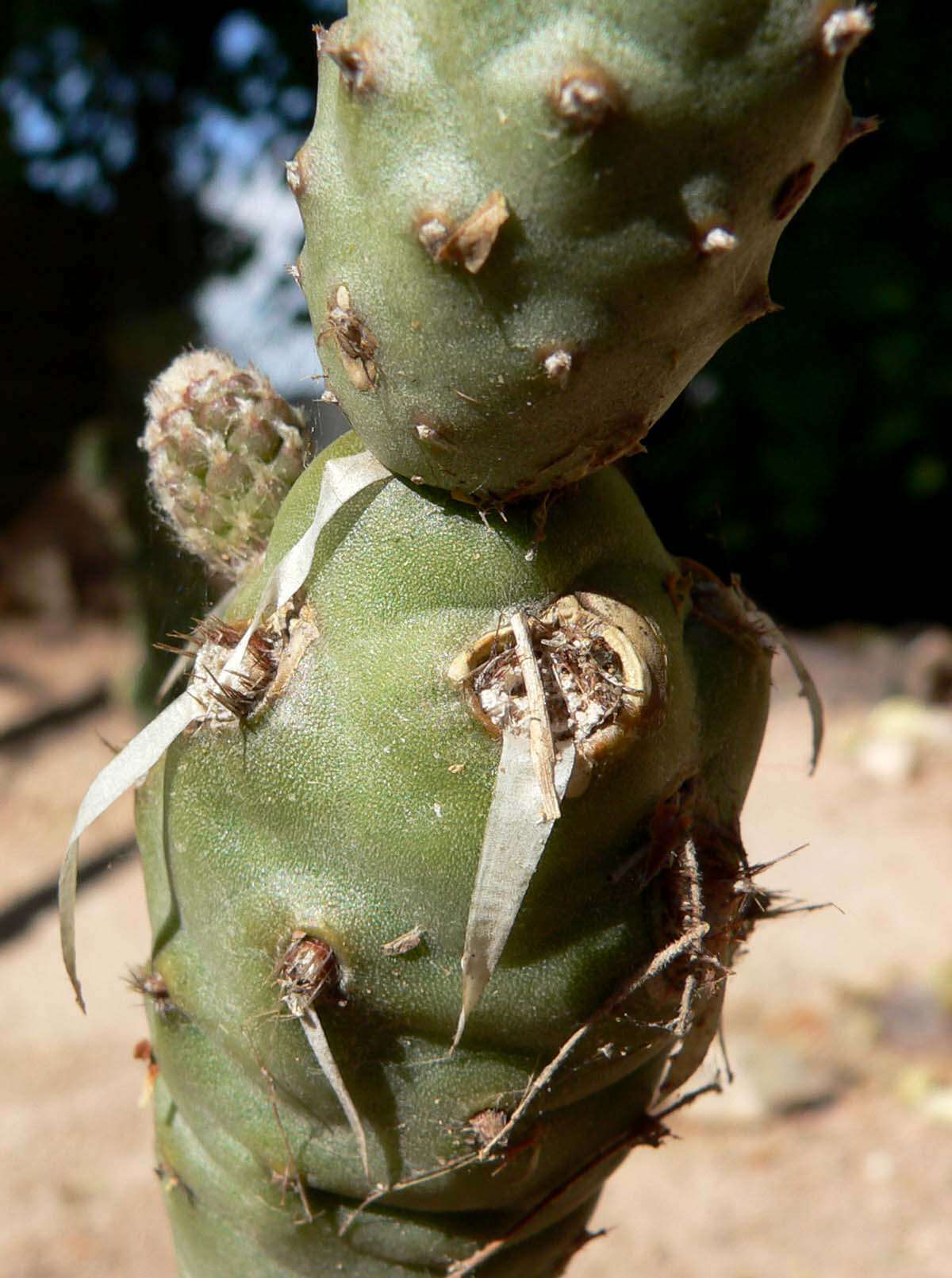 Image of Tephrocactus articulatus