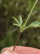 صورة Trifolium albopurpureum Torr. & A. Gray