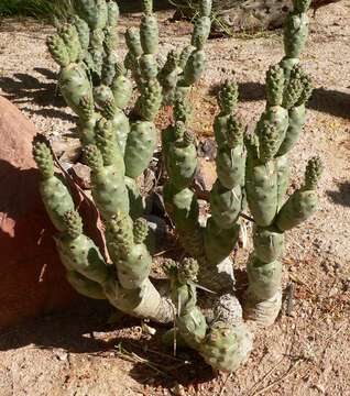 Image of Tephrocactus