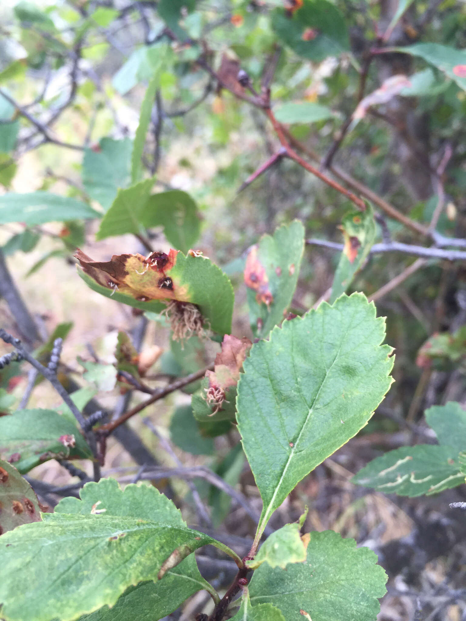 Image of black hawthorn