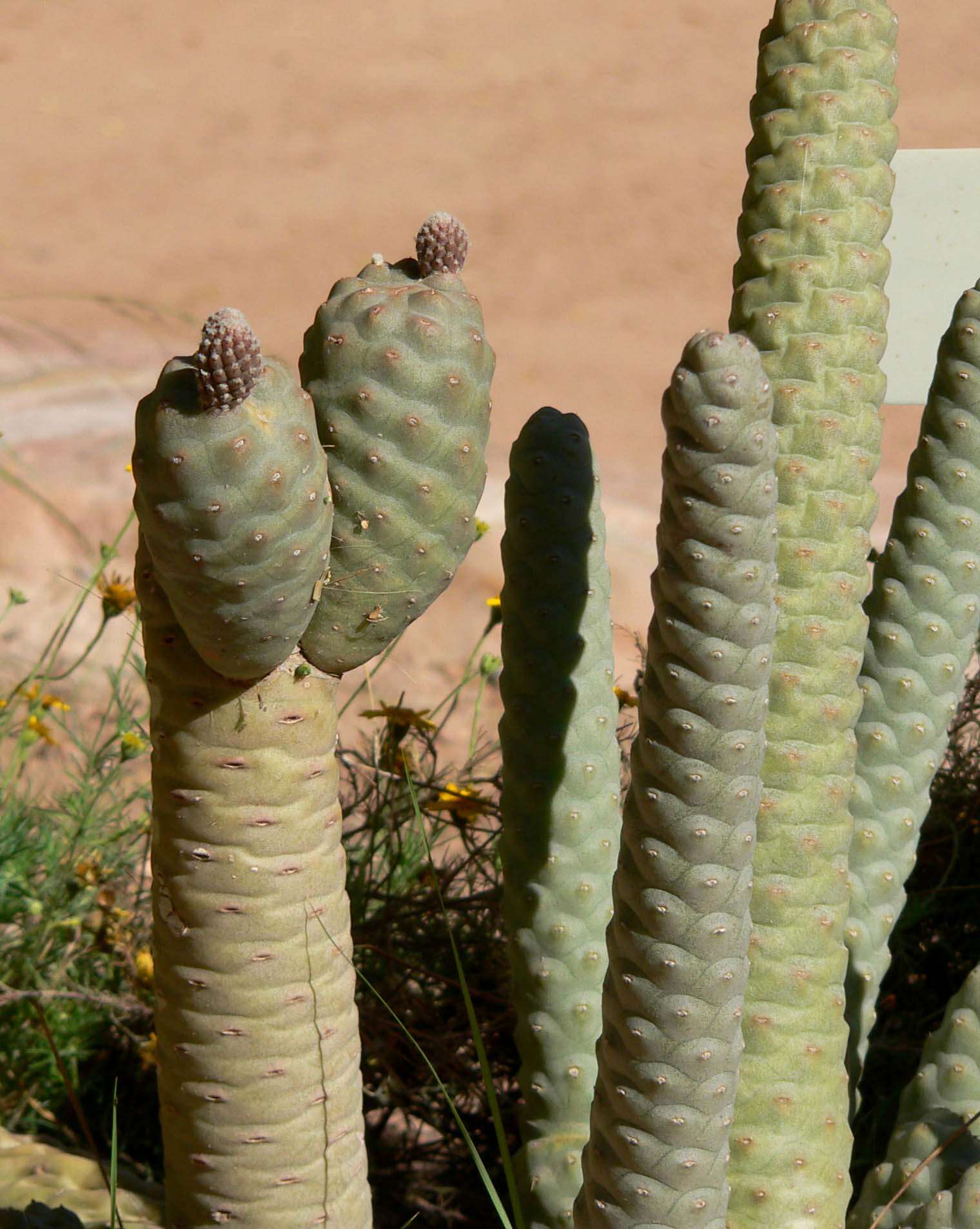 Image of Tephrocactus articulatus