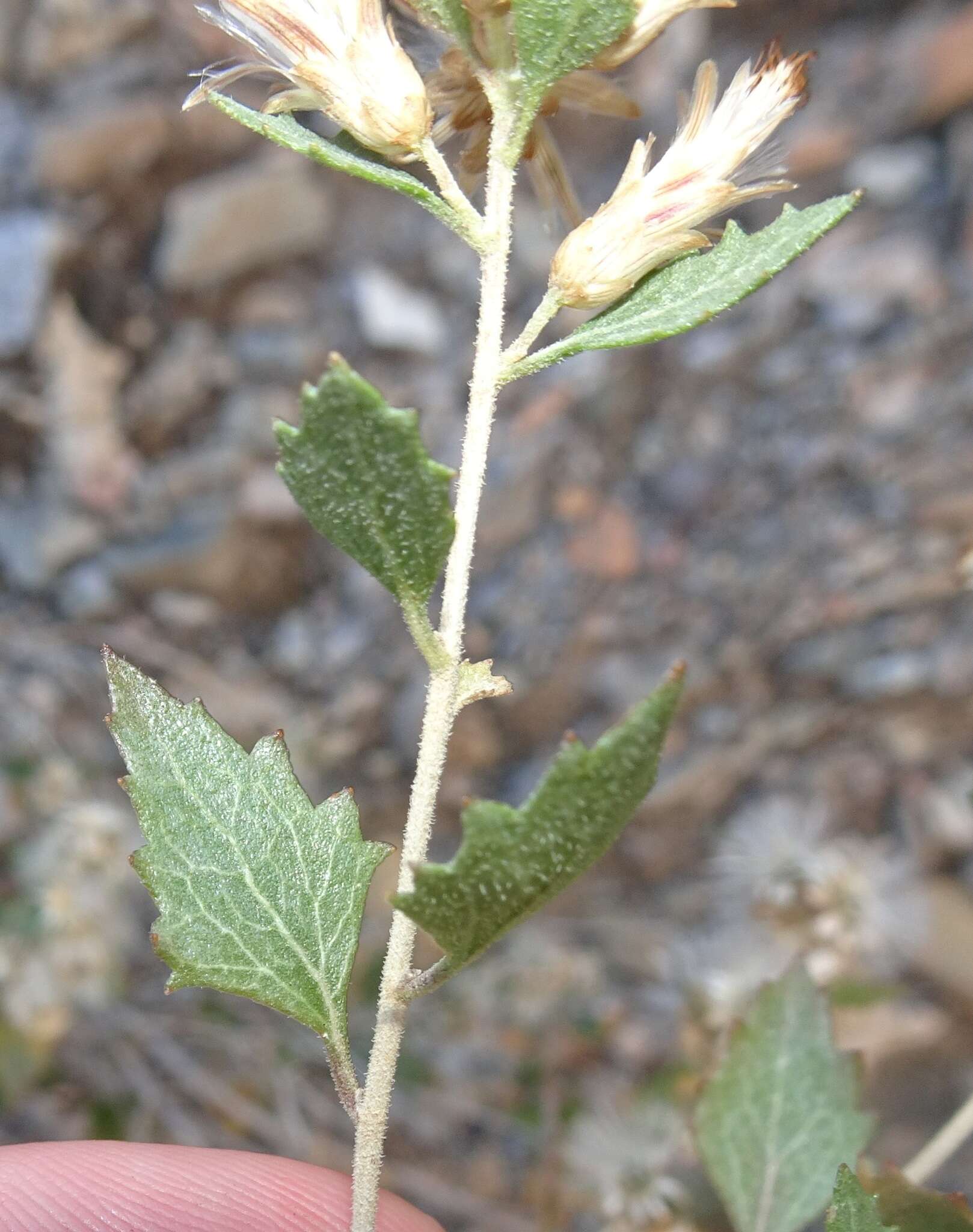 Imagem de Brickellia baccharidea A. Gray