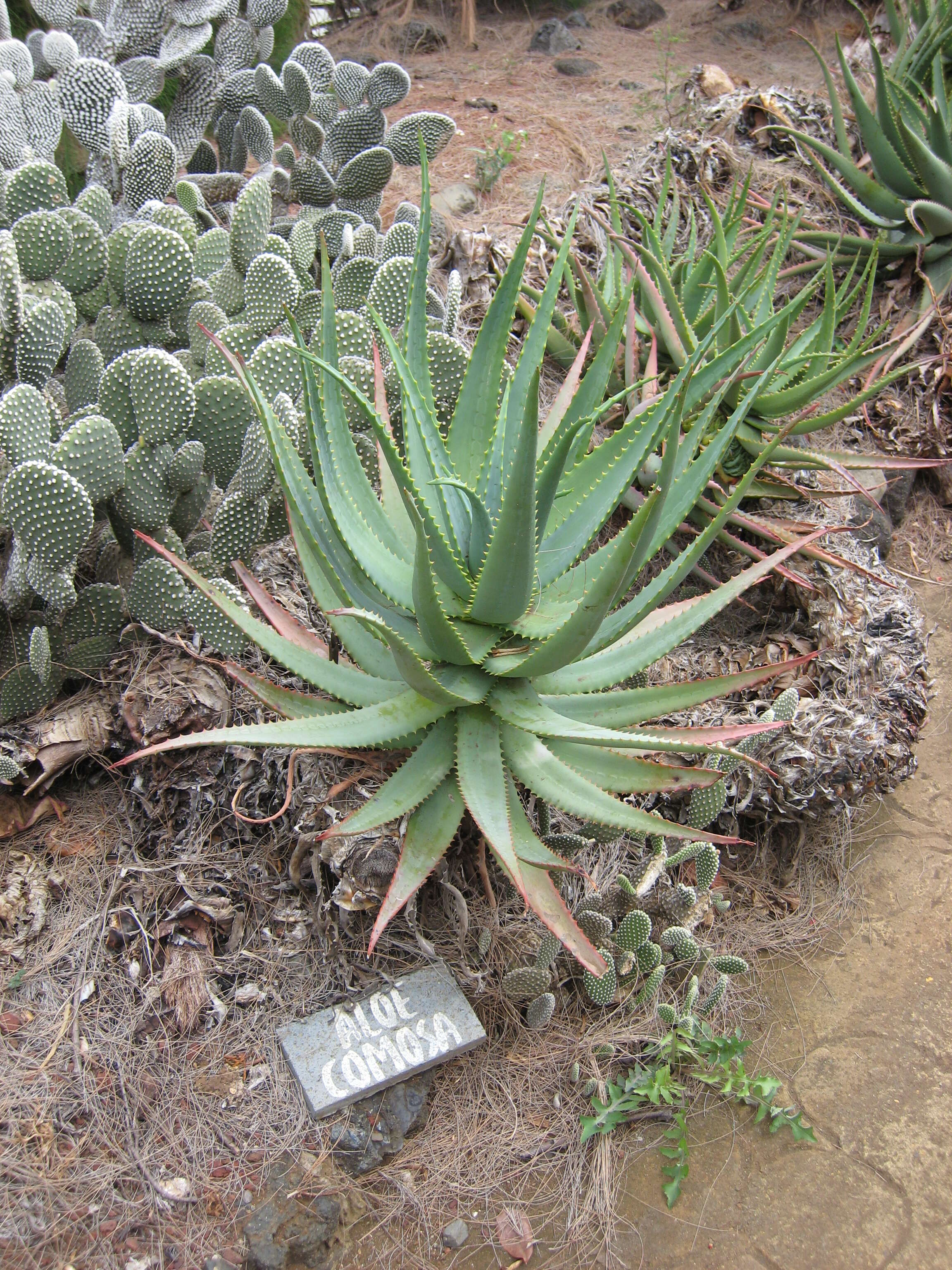 Image of Clanwilliam Aloe