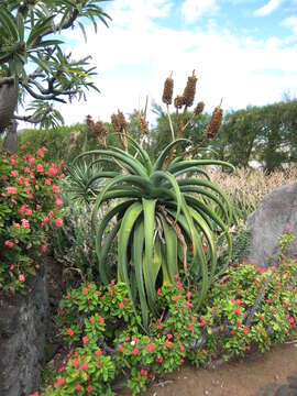 صورة Aloe vaombe Decorse & Poiss.