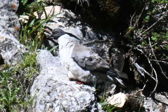 Image of Snow Pigeon