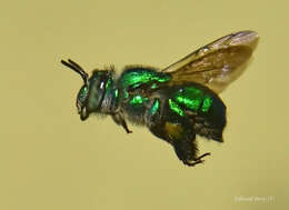 Image of Dilemma Orchid Bee