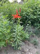 Image of Lilium concolor var. partheneion (Siebold & de Vriese) Baker