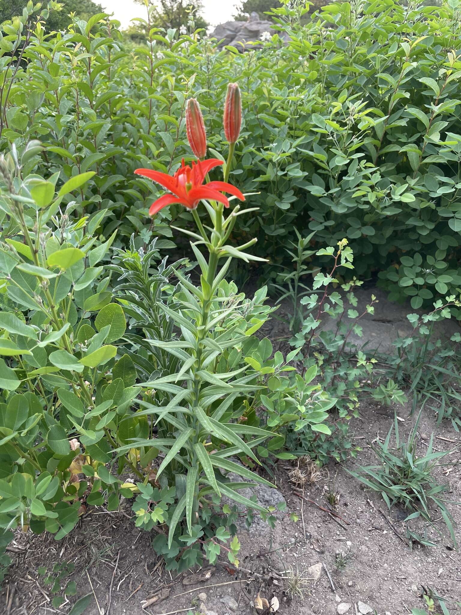 Lilium concolor var. partheneion (Siebold & de Vriese) Baker resmi