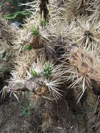 Image de Cylindropuntia bigelovii (Engelm.) F. M. Knuth