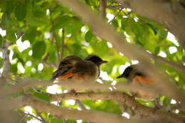 Image of Masked Laughingthrush