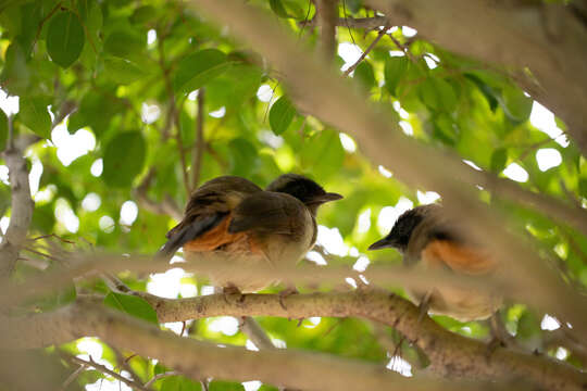 Image of Masked Laughingthrush