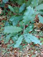 Image of Taiwanese photinia