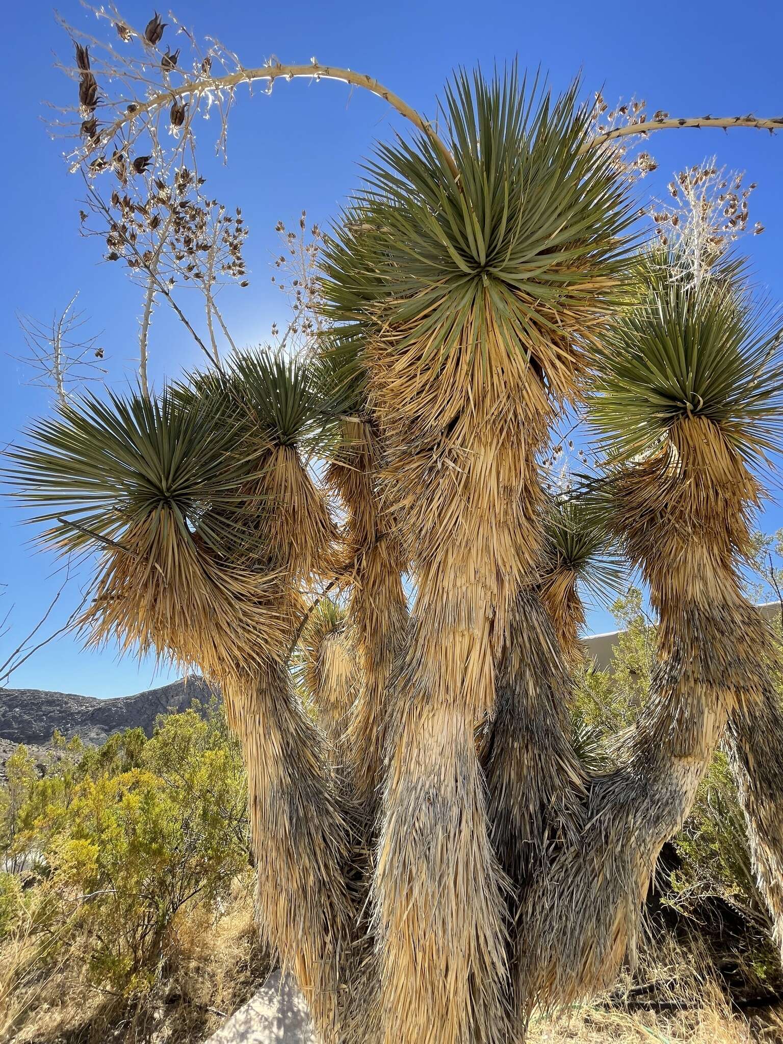 Image of Yucca rostrata Engelm. ex Trel.