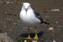 Image of Black-tailed Gull