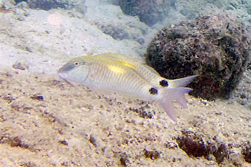 Image of Goatfish