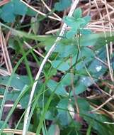 Image of Cruciata glabra subsp. krylovii (Iljin) E. G. Naumova