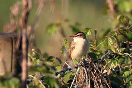 Image of Sedge Warbler