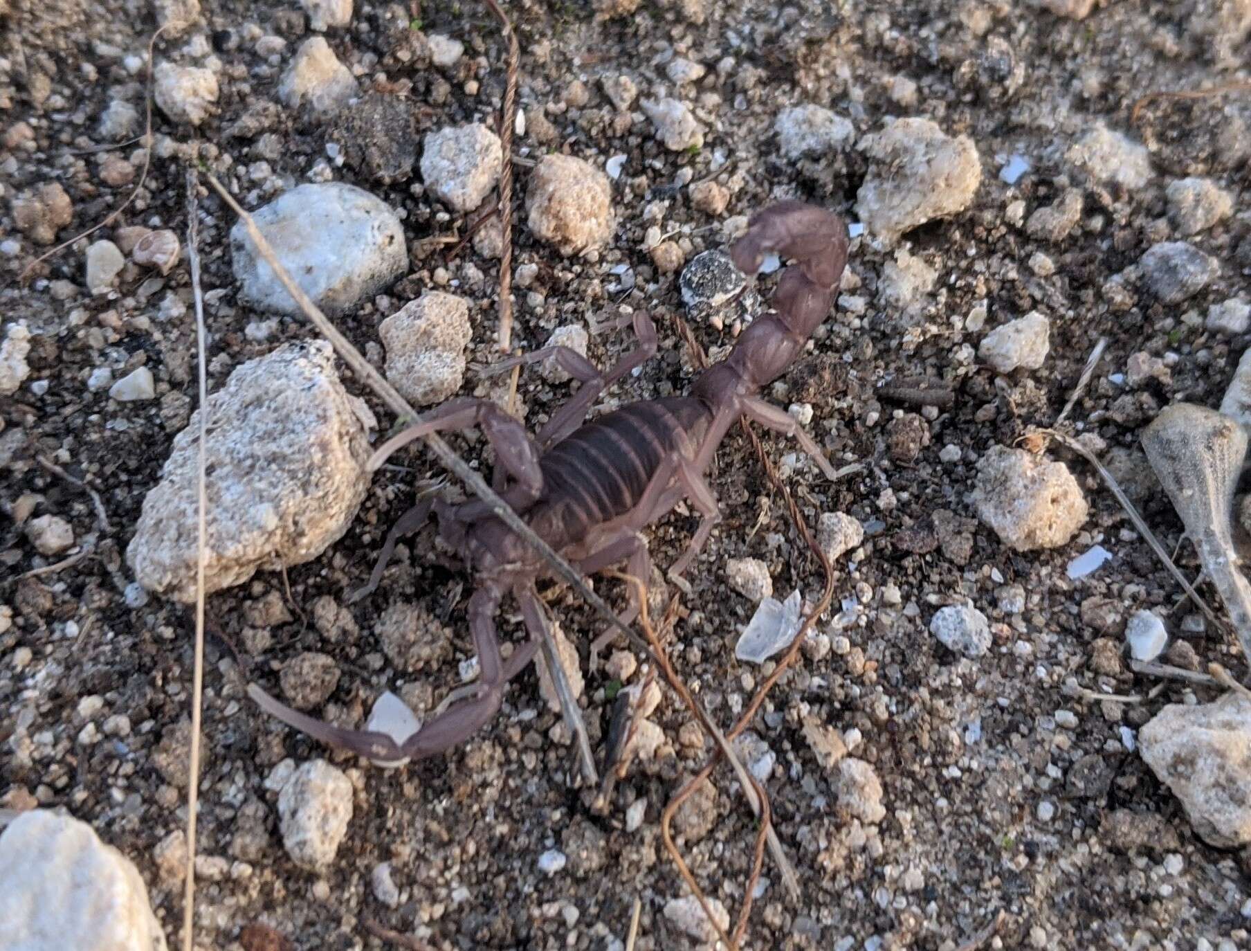 Image of Black fat–tailed scorpion