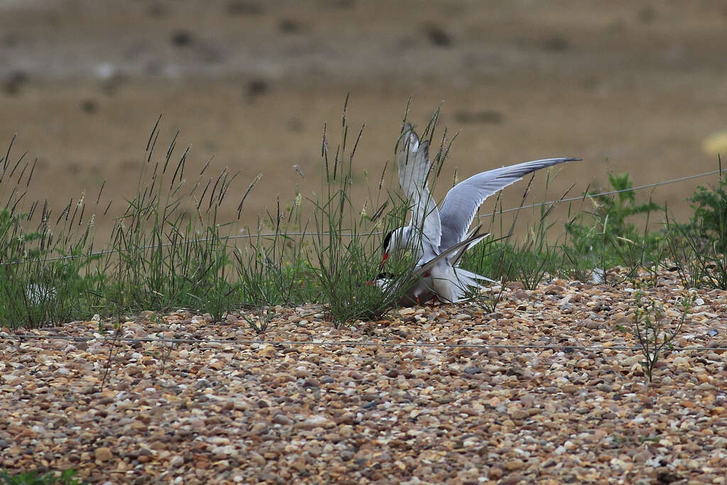 Image of Common Tern