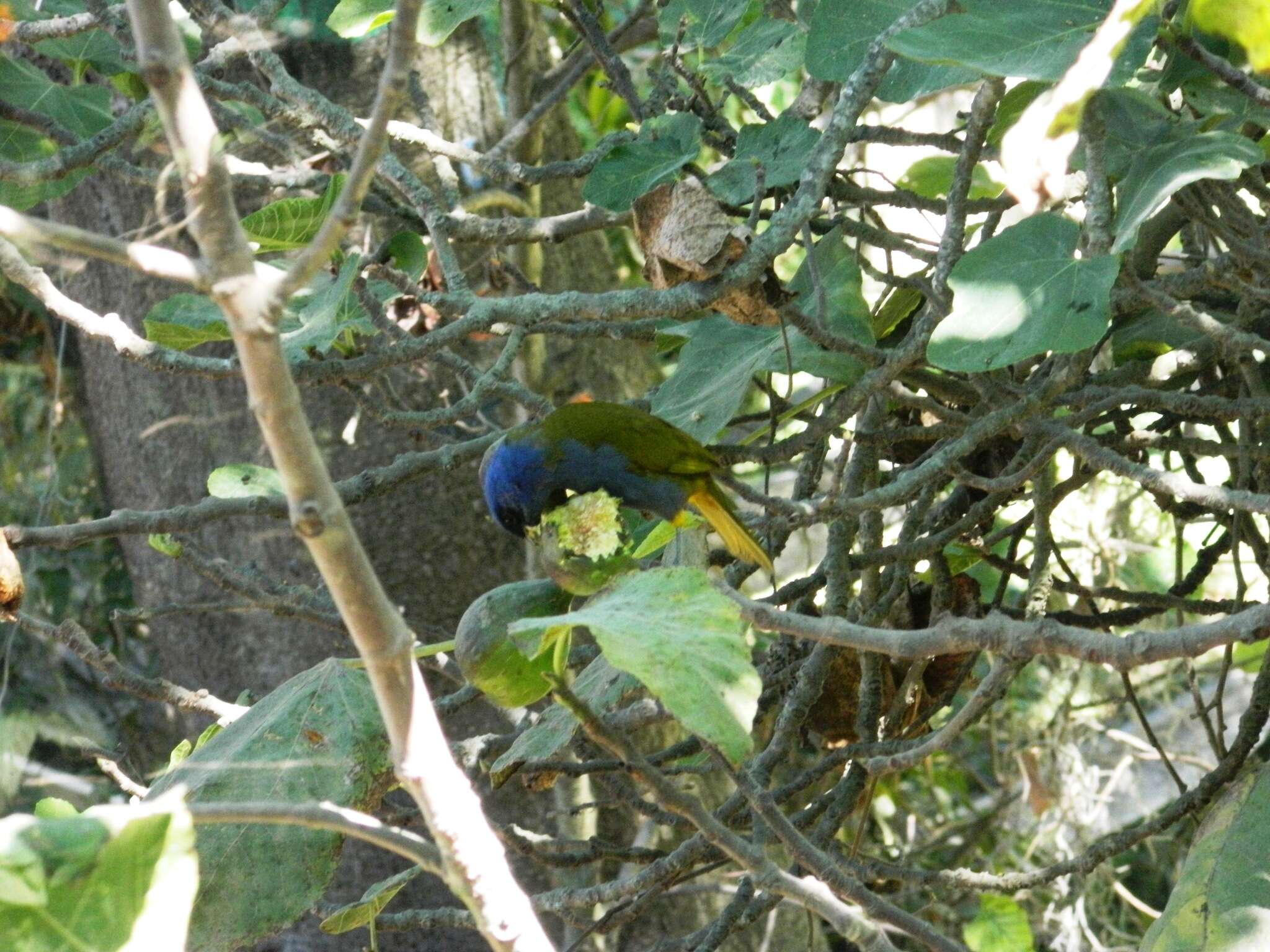 Image de Sporathraupis cyanocephala (d'Orbigny & Lafresnaye 1837)