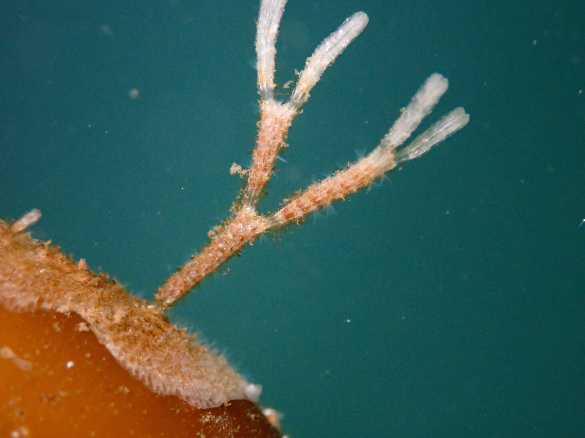 Image of Thalamoporella californica (Levinsen 1909)