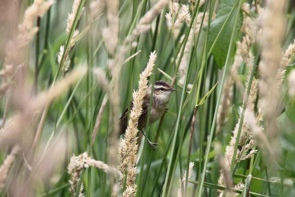 Image of Sedge Warbler