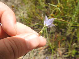 صورة Wahlenbergia undulata (L. fil.) A. DC.