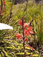 Plancia ëd Watsonia meriana var. meriana