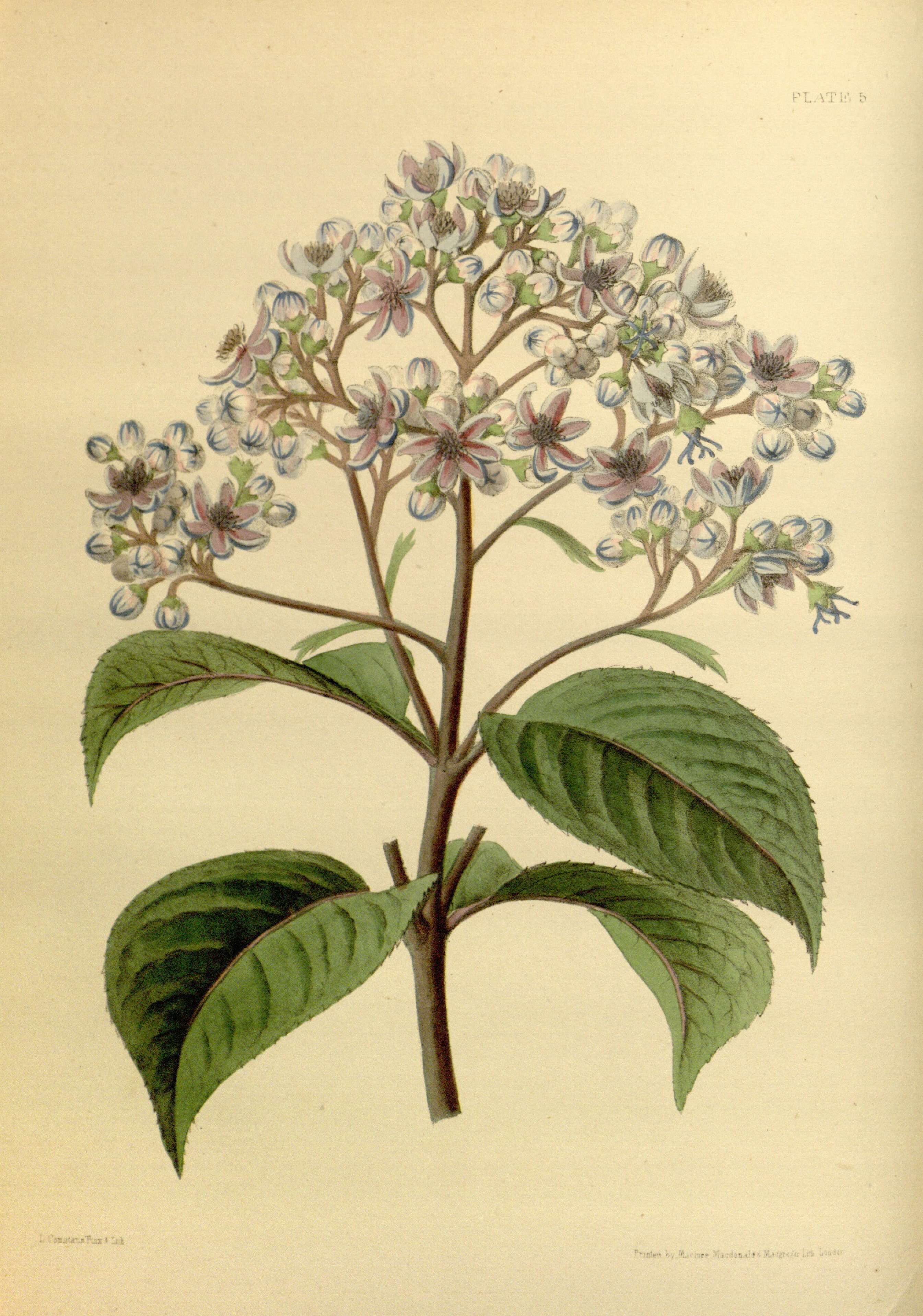 Image of Hydrangea febrifuga (Lour.) Y. De Smet & Granados
