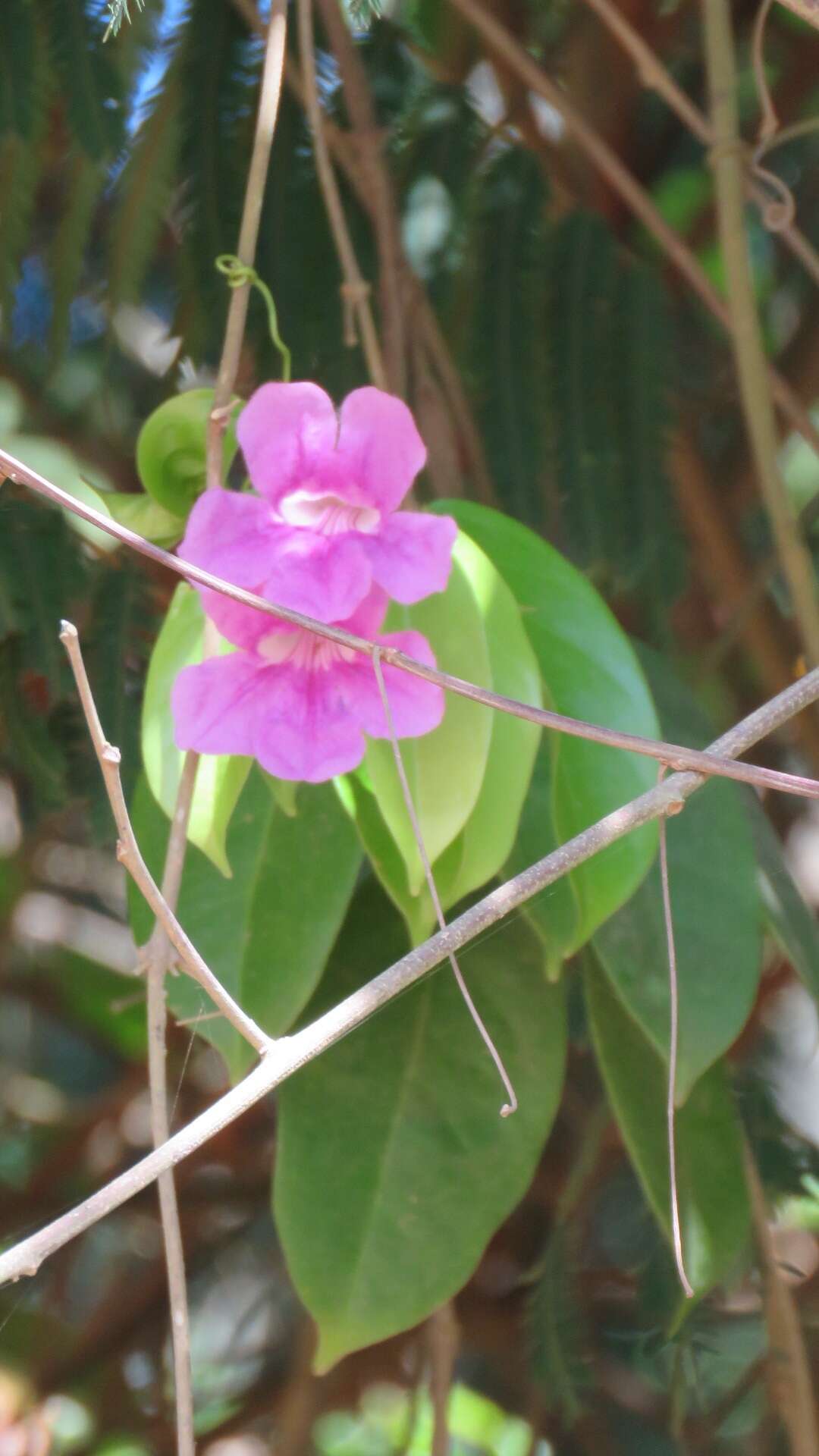 Image of Bignonia corymbosa (Vent.) L. G. Lohmann
