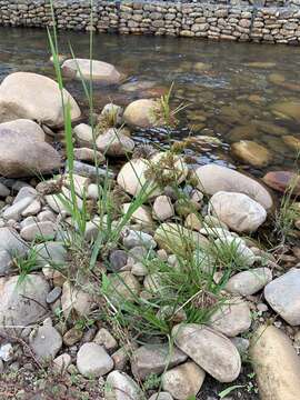 Image of manyspike flatsedge