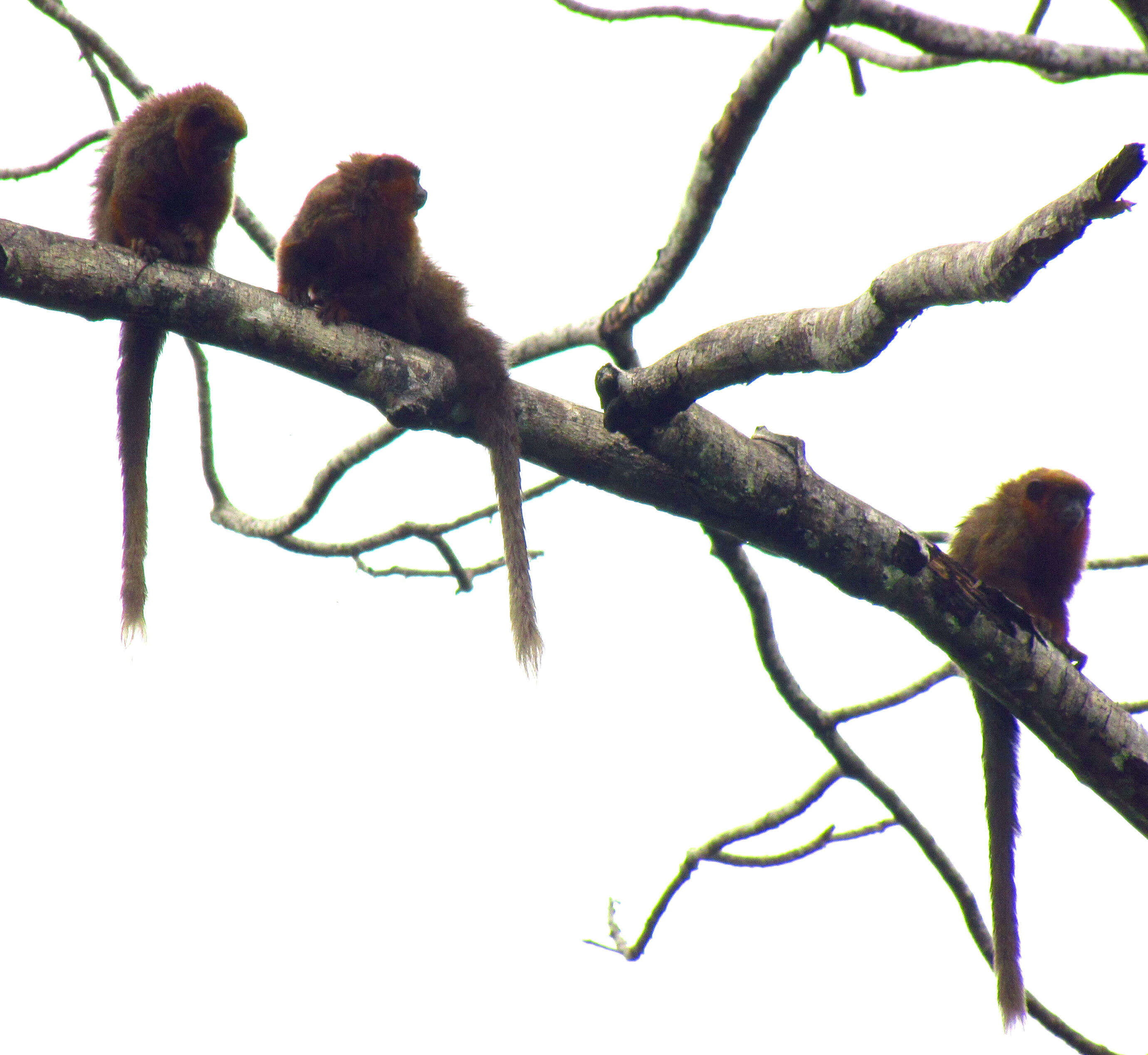 Image of Brown Titi Monkey