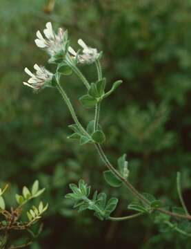 Image of hairy canary-clover