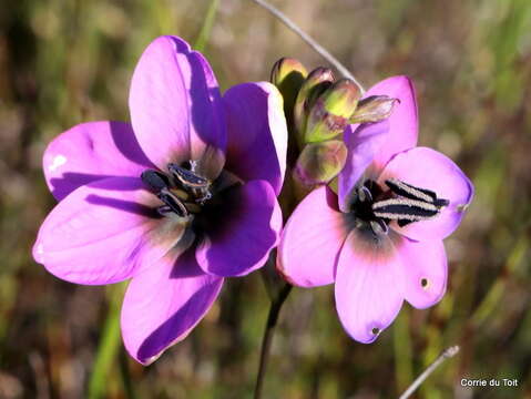 Image of Ixia versicolor G. J. Lewis