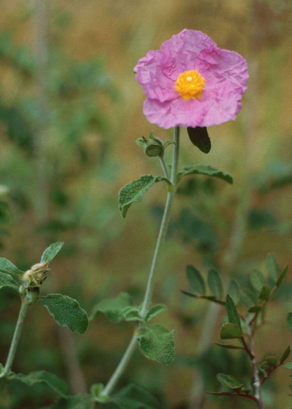 Image of Cistus creticus L.