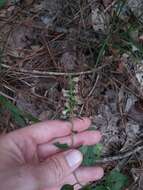 Image of Rayless Mock Goldenrod