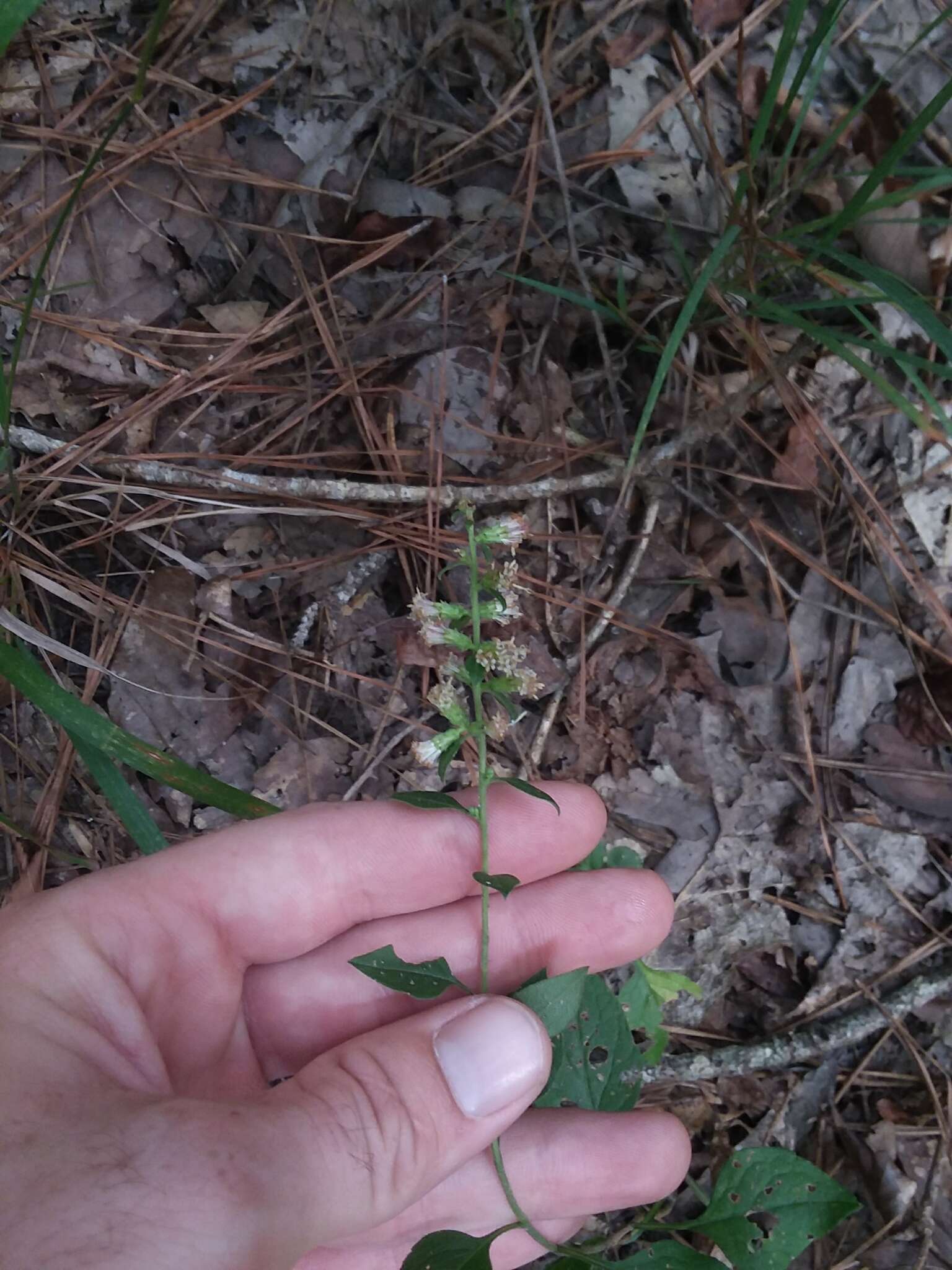 Слика од Brintonia discoidea (Ell.) Greene