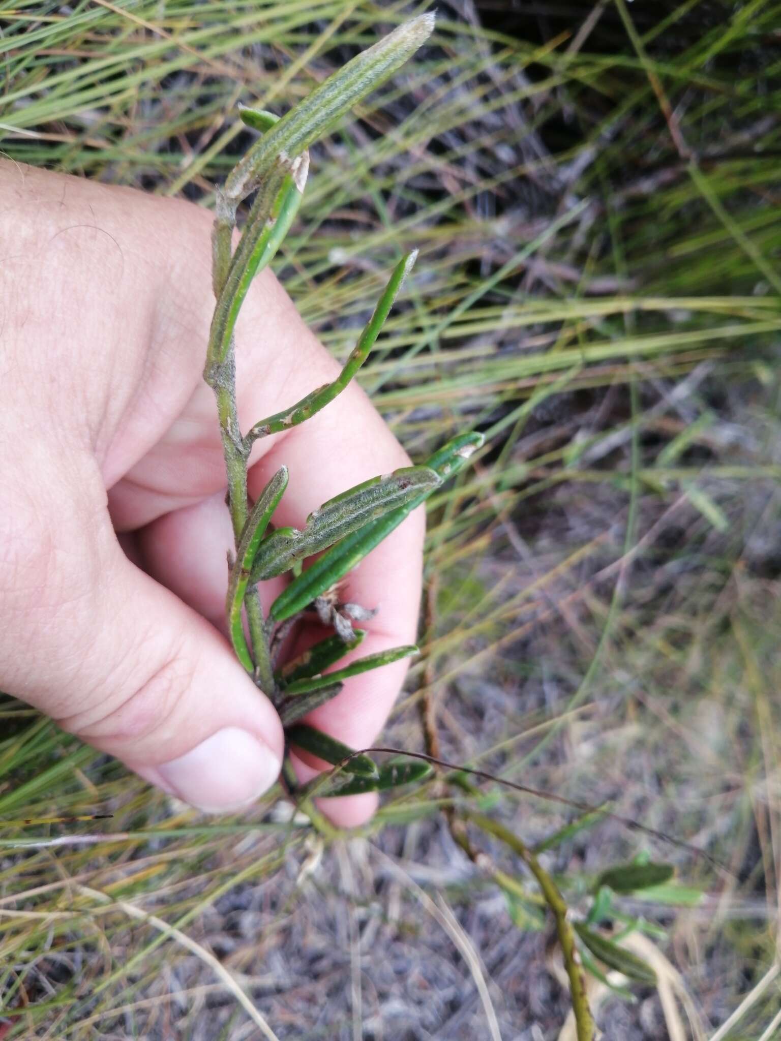 Imagem de <i>Podalyria oleifolia</i>