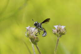 Image of Physocephala tibialis (Say 1829)