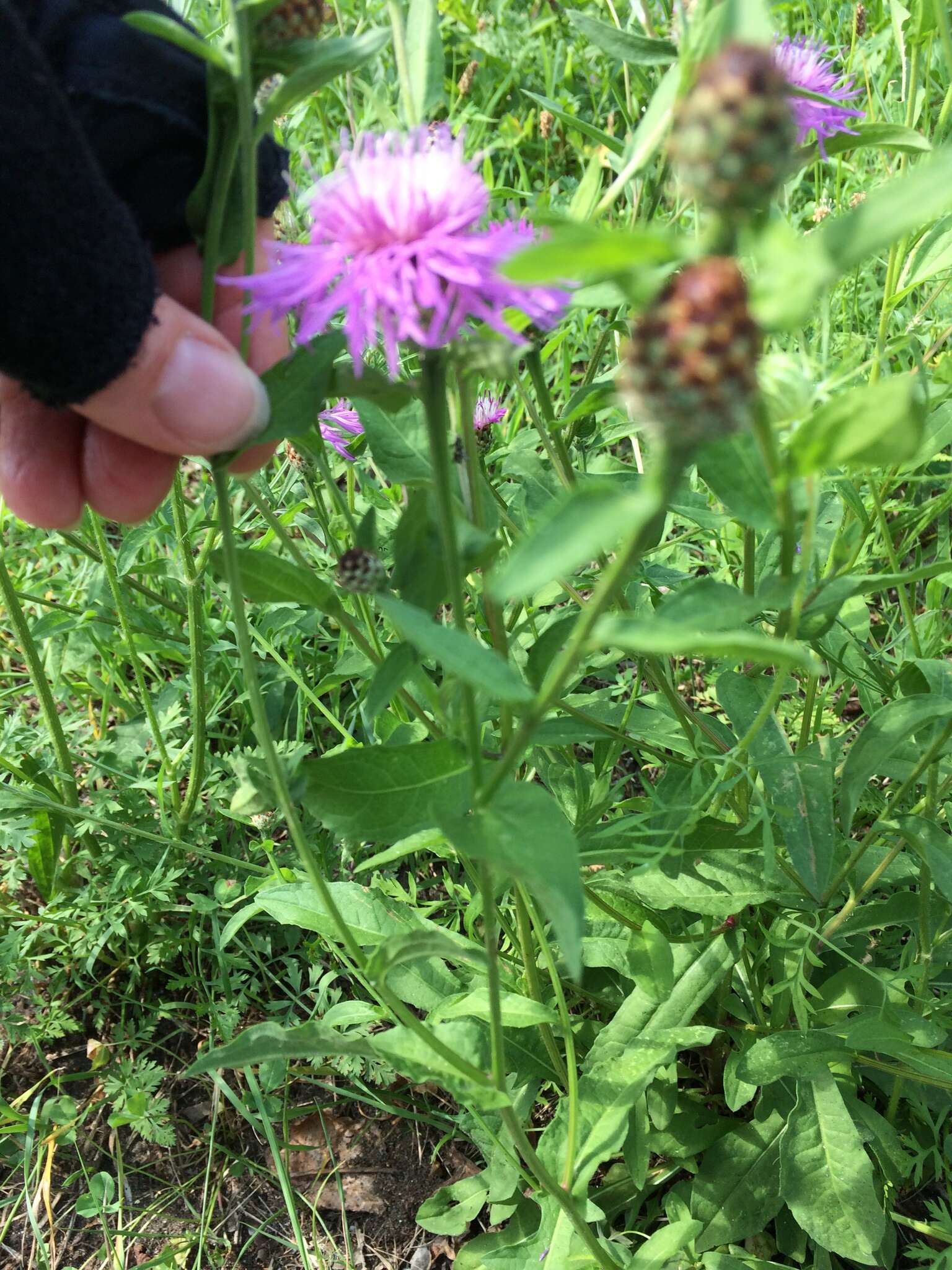 Image of spotted knapweed