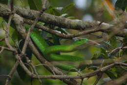 Image of Green mamba