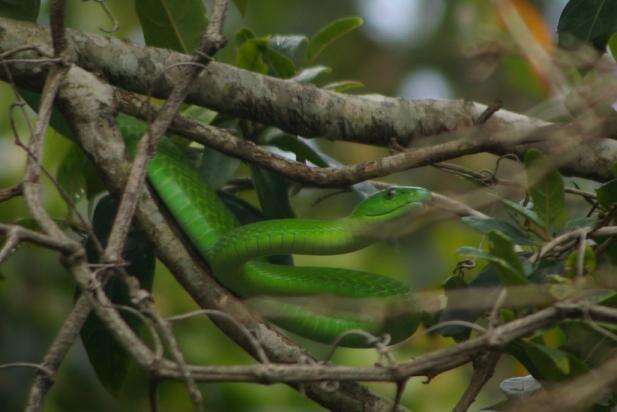 Imagem de Dendroaspis angusticeps (A. Smith 1849)