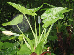 Imagem de Alocasia macrorrhizos (L.) G. Don