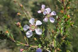 Sivun Leptospermum parvifolium Sm. kuva