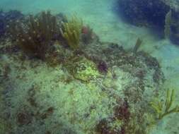 Image of Yellow Stingray