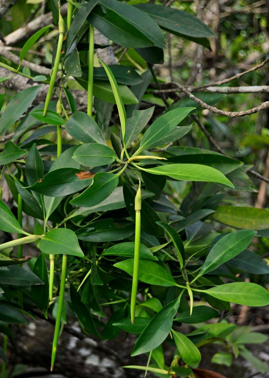 Image of Smallflower Bruguiera